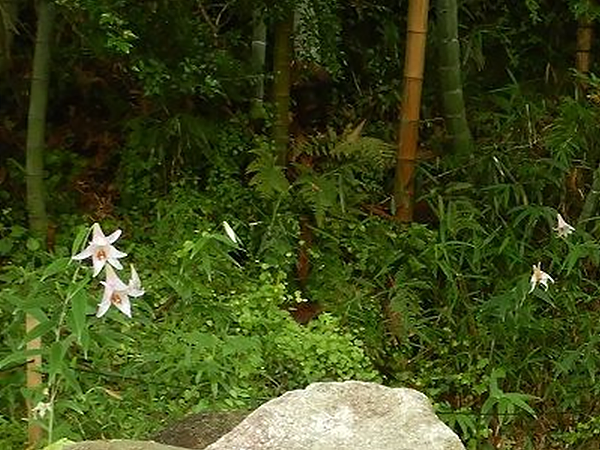 Bamboo lilies, a rare wild plant native to the area