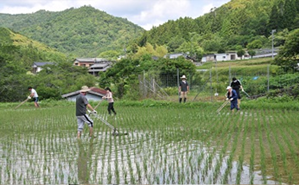 Using cage wheels to remove weeds Phot