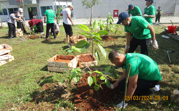 Planting rubber trees