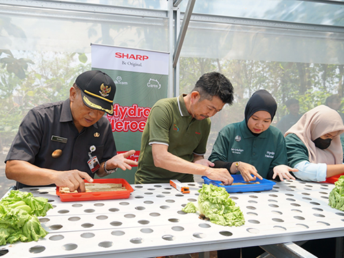 Hydroponic farming of lettuce Phot